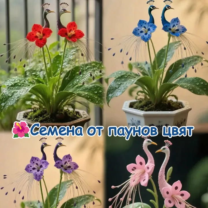 Vibrant Peacock Flower Seeds Pack of 2