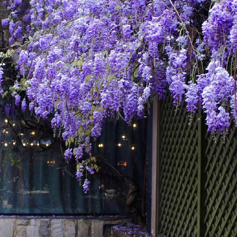 The Garden’s Cascading Beauty All Year Round