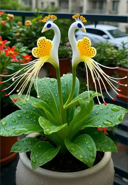 Vibrant Peacock Flower Seeds Pack of 2