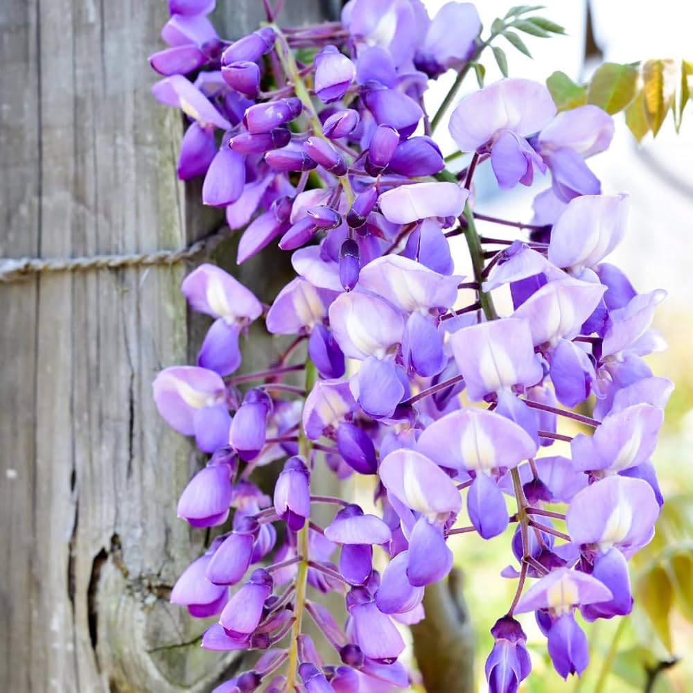 The Garden’s Cascading Beauty All Year Round