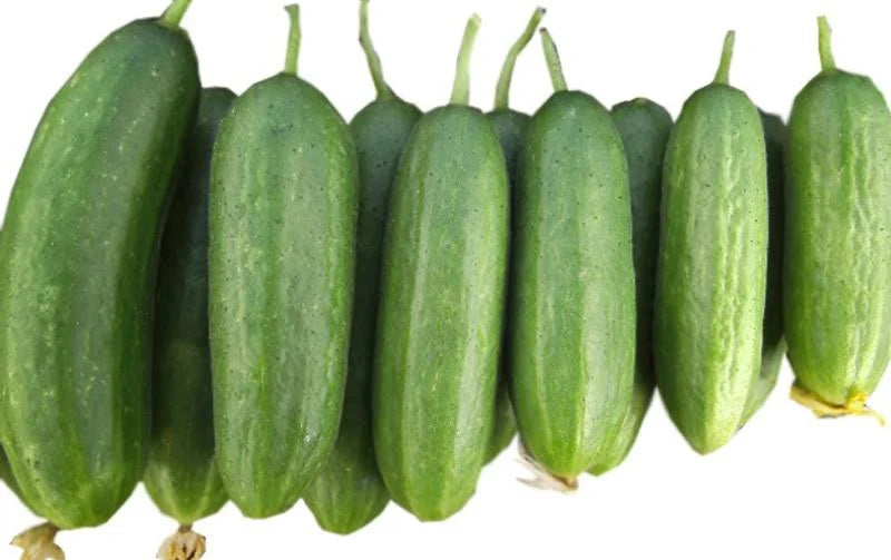 Cucumber-Golden Boy Lady Cucumber